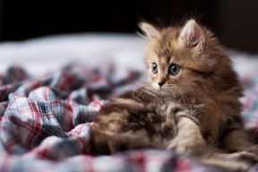 JIU YOU GAME-亚冠联赛中国足球平局 球迷理性看待结果，中国足球亚冠征战史