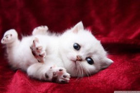 九游娱乐APP-篮球文化推广活动持续开展促进群众体育参与和健康生活，篮球活动宣传语怎么写