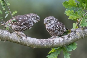 九游官网下载电脑版-Green 队内经验担当，稳定军心