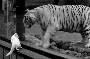 九游app下载中心-“彼得森的关键进球，助南非羚羊队战胜劲敌”