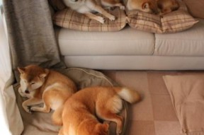 九游正版入口-欧洲杯预热活动提前拉开，全球关注度持续升高，欧洲杯提示