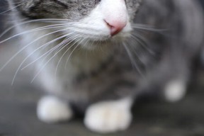 九游网页版官网-法兰克福三后卫体系发挥稳定防守出色，法兰克福队长是谁