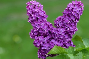 九游APP官网-球迷文化成为体育力量，球迷对球队的作用