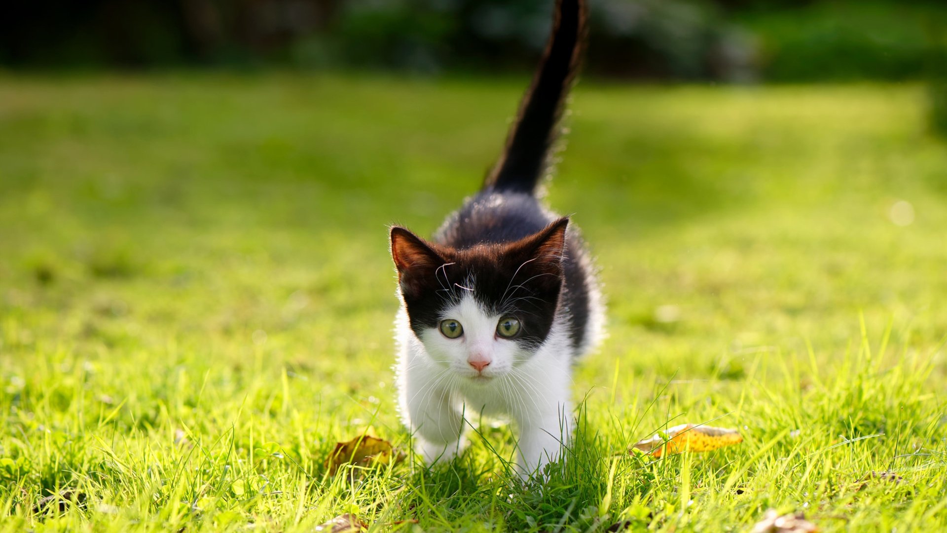 东亚杯中国女足夺冠 球员表现赢得好评，2019年东亚杯女足