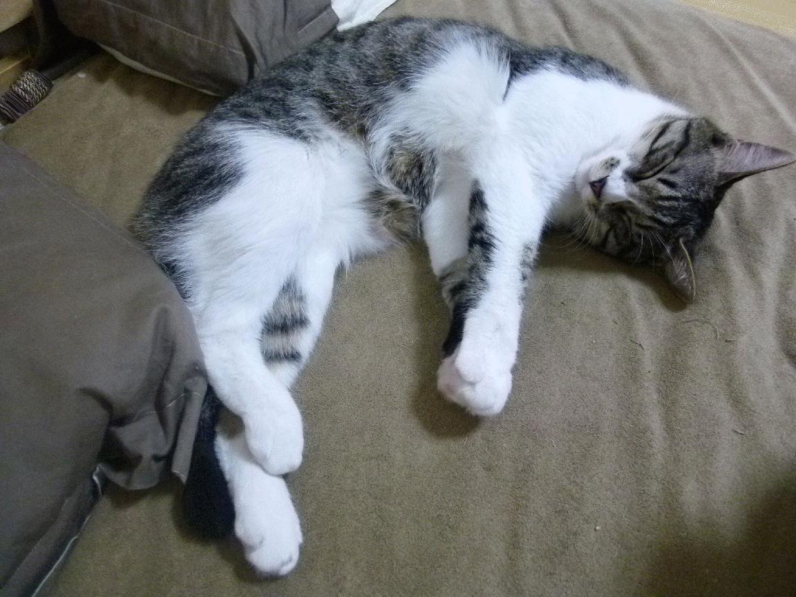 中国男排全员备战亚洲杯 强化体能训练,中国男排训练视频