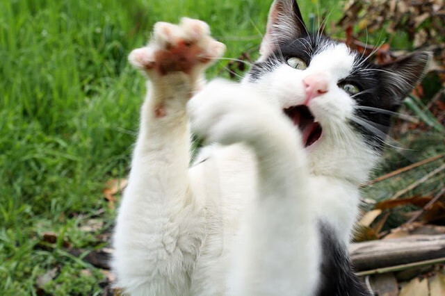 勇士内线组合强度训练视频被点赞数万,勇士队内线