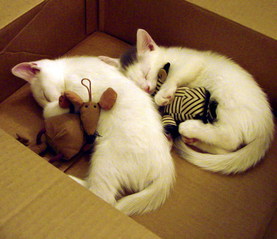 国家队新一期集训计划加入战术视频学习环节,国家队集训是什么意思