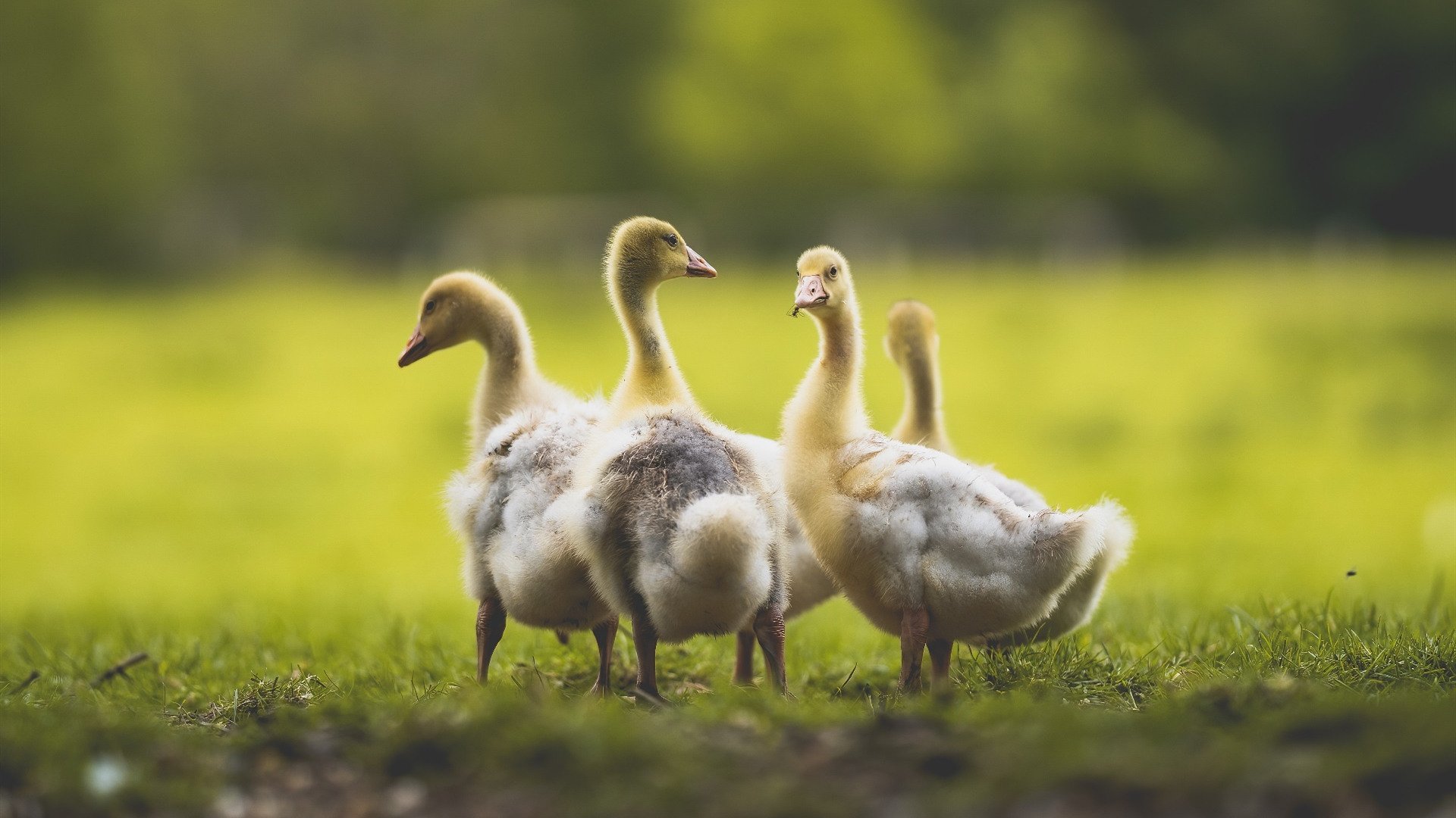 法甲主场氛围对比赛结果的影响,法甲参赛球队