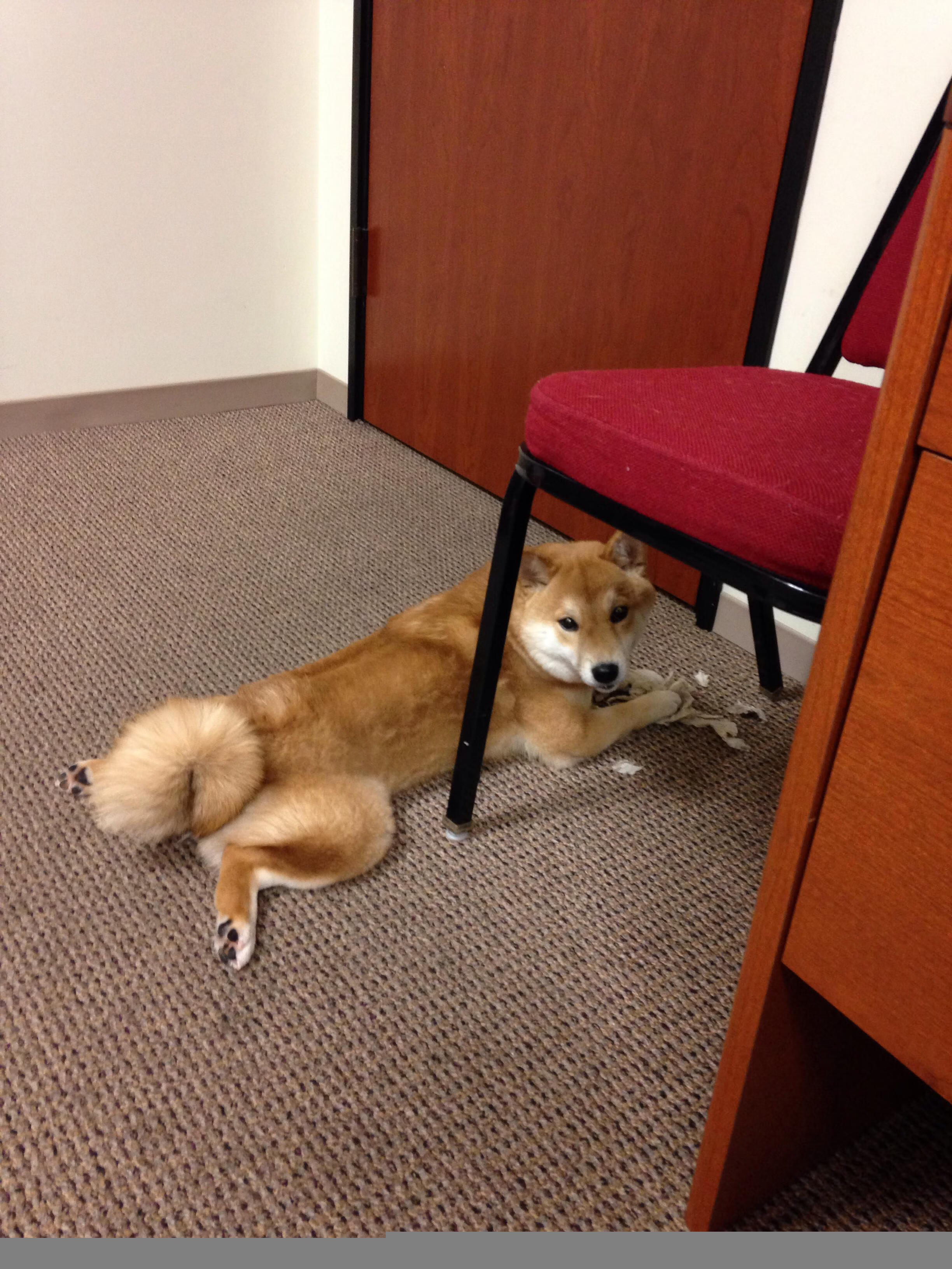 皇马青训不断培养新星,未来阵容可期