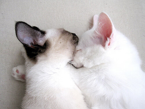 英超豪门争锋:场场硬碰硬,精彩纷呈,英超豪门六大豪门