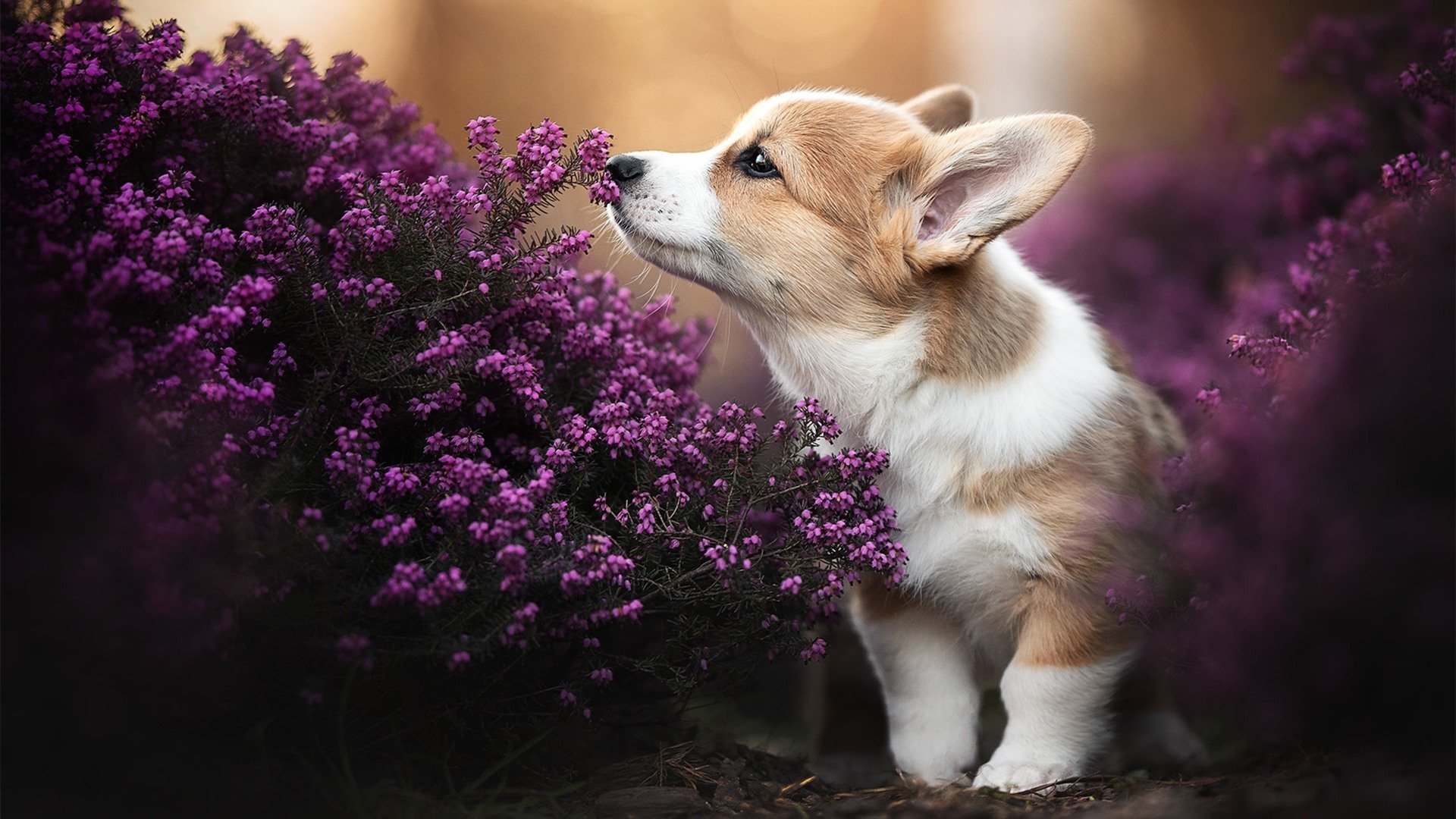 英超豪门争锋:场场硬碰硬,精彩纷呈,英超豪门六大豪门
