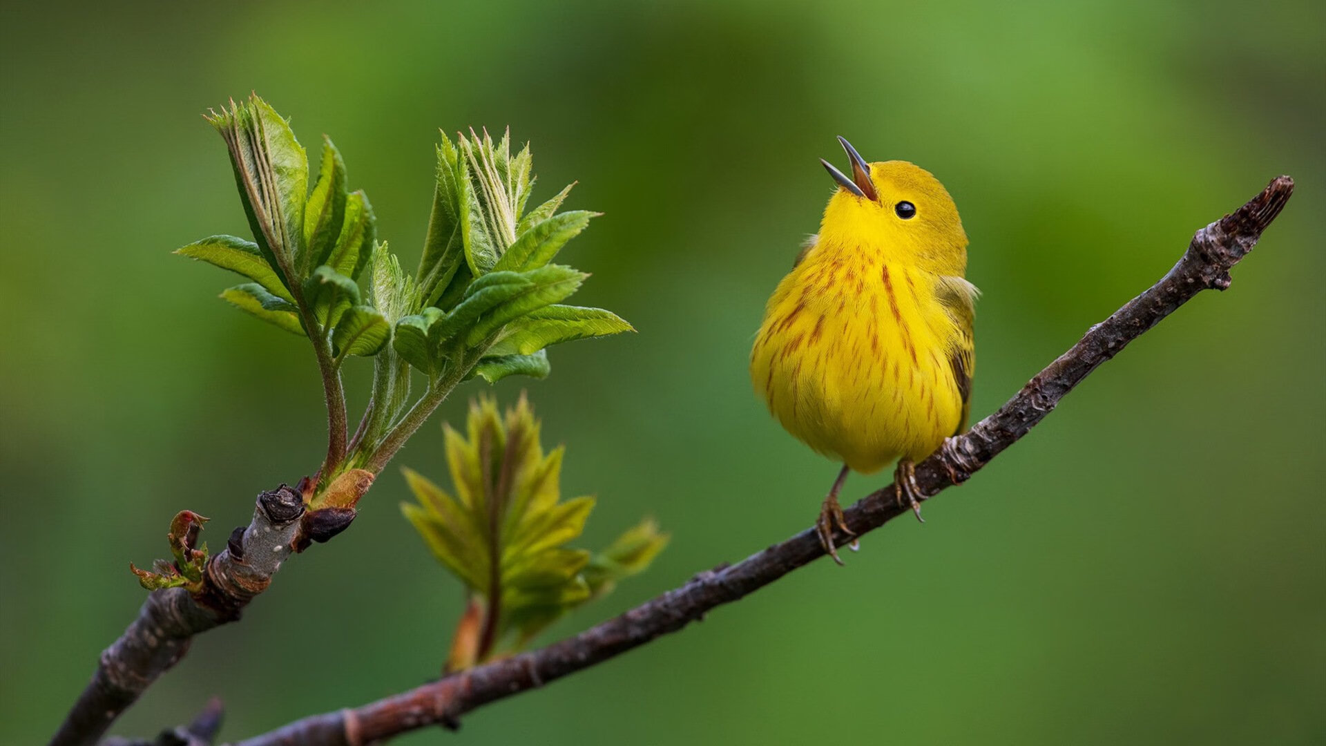 阿塞拜疆男篮在欧洲预赛中奋发努力，志在突破