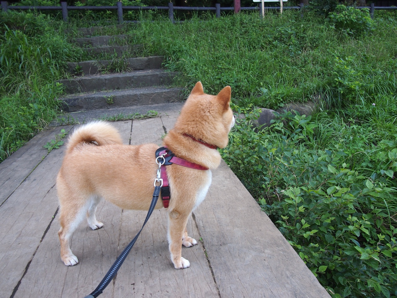 陈佳极速入水领跑蝶泳决赛,游泳陈佳